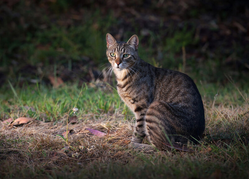 Tabby Cat in Grass — Brown, Alert, Sunset