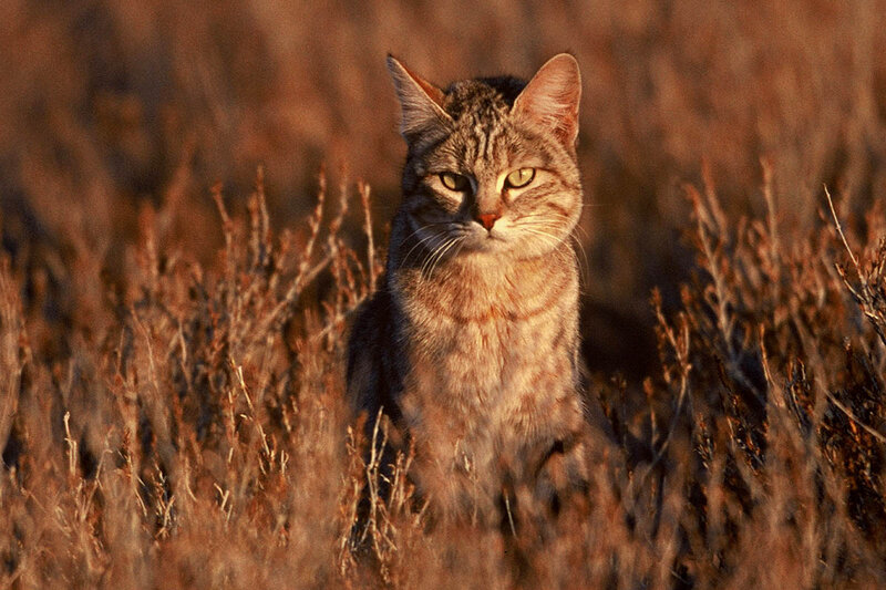 Tabby Cat in Grass — Brown, Alert