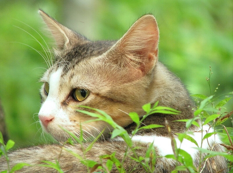 Tabby Cat in Grass — Brown, Calm, Afternoon, Photograph, Greenery, White