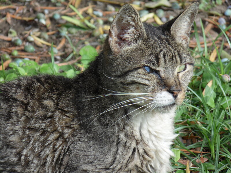 Tabby Cat in Grass — Brown, Calm, Afternoon, Photograph, Leaves