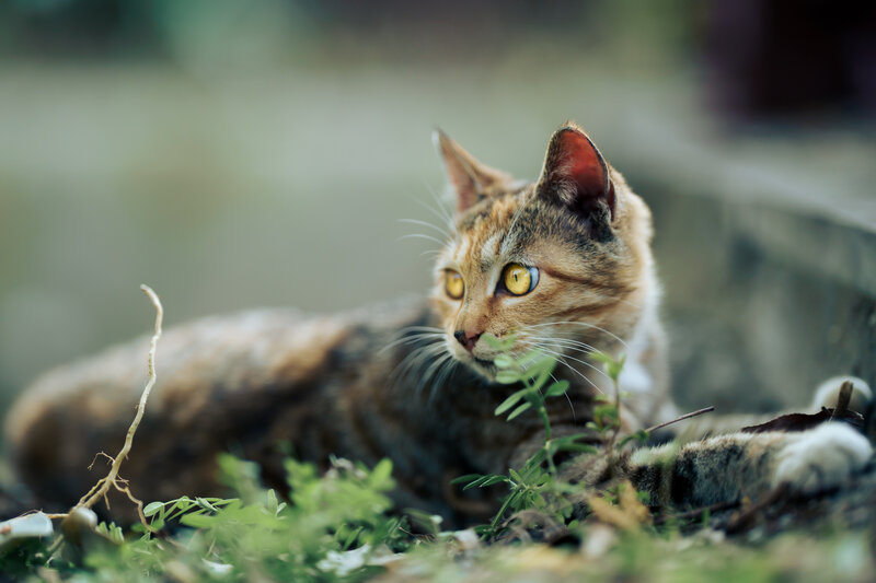 Tabby Cat in Grass — Brown, Calm, Afternoon, Photograph, Plant