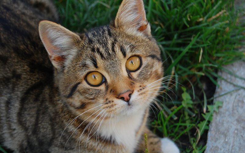 Tabby Cat in Grass — Brown, Calm, Afternoon, Photograph, Stone, Green, White