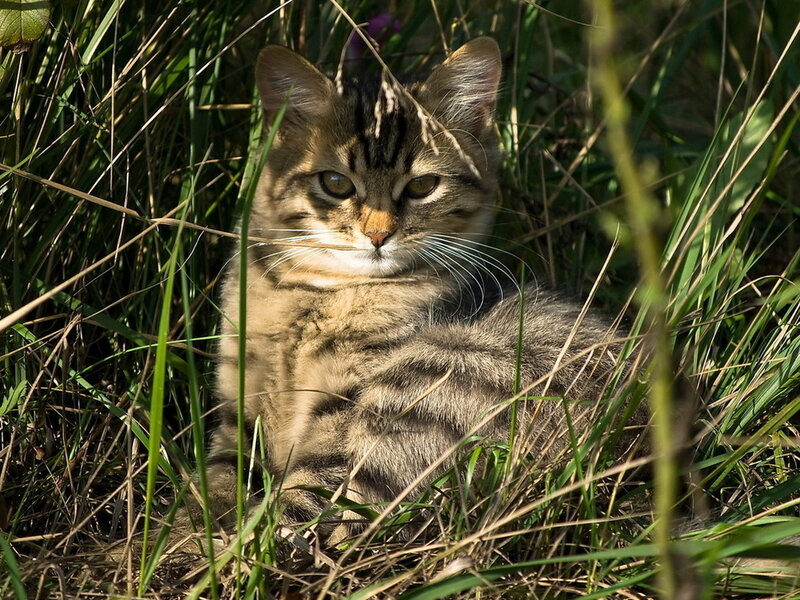 Tabby Cat in Grass — Brown, Calm, Afternoon, Photograph