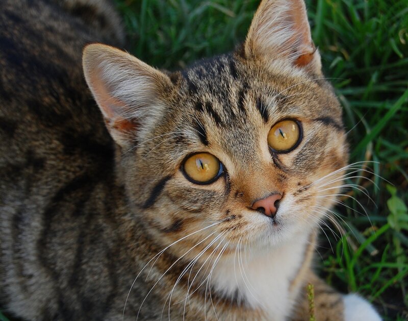 Tabby Cat in Grass — Brown, Calm, Afternoon, Photograph, Whiskers