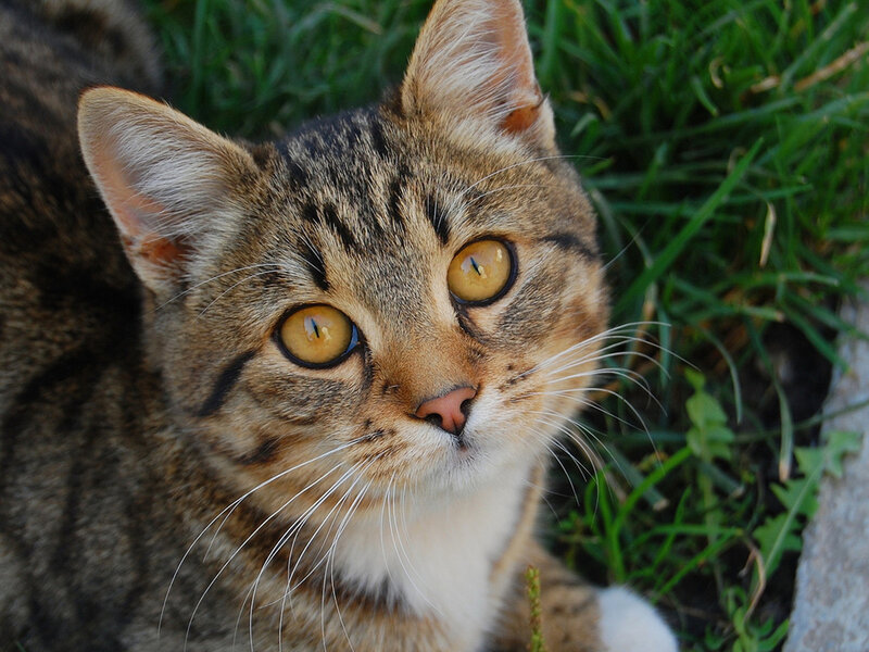 Tabby Cat in Grass — Brown, Calm, Afternoon