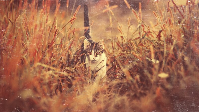 Tabby Cat in Grass — Brown, Calm, Autumn, Photograph, Tail, Orange