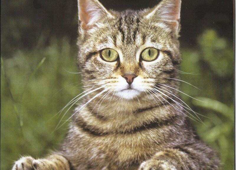 Tabby Cat in Grass — Brown, Calm, Photograph