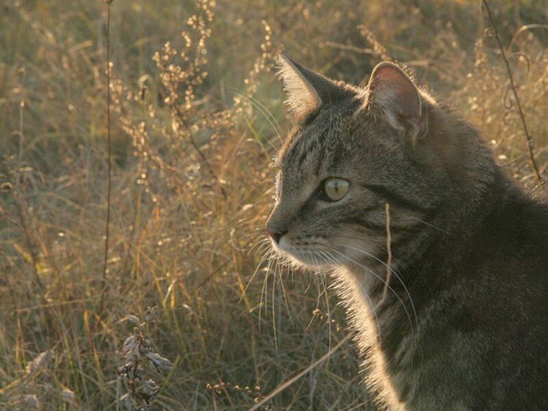 Tabby Cat in Grass — Brown, Calm, Sunset, Photograph