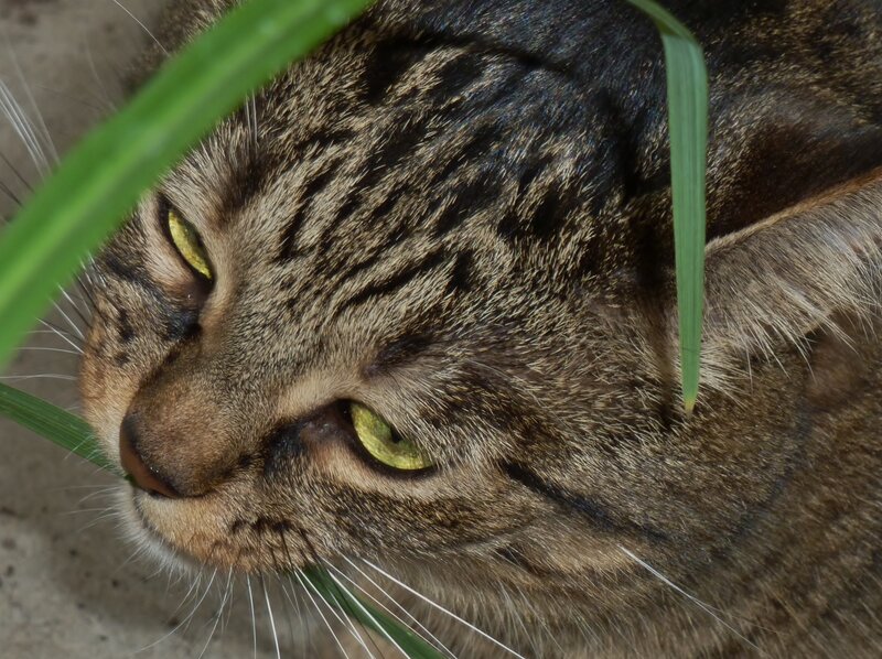 Tabby Cat in Grass — Brown, Calm