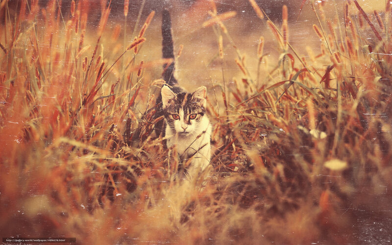 Tabby Cat in Grass — Brown, Natural