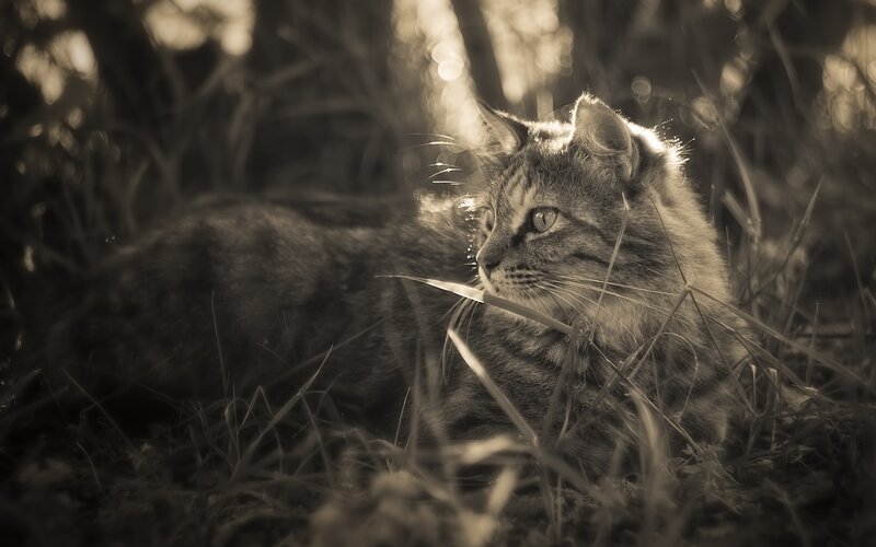 Tabby Cat in Grass — Brown, Serene, Sunset, Photograph