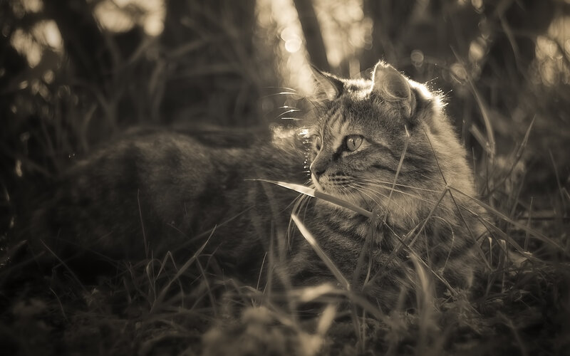 Tabby Cat in Grass — Brown, Serene, Sunset