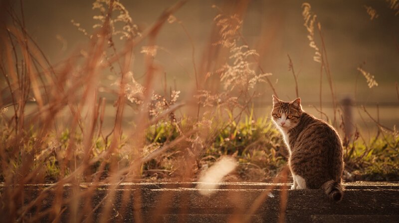 Tabby Cat in Grass — Brown, Serene