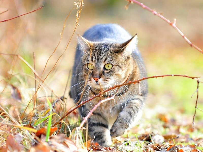Tabby Cat in Grass — Brown