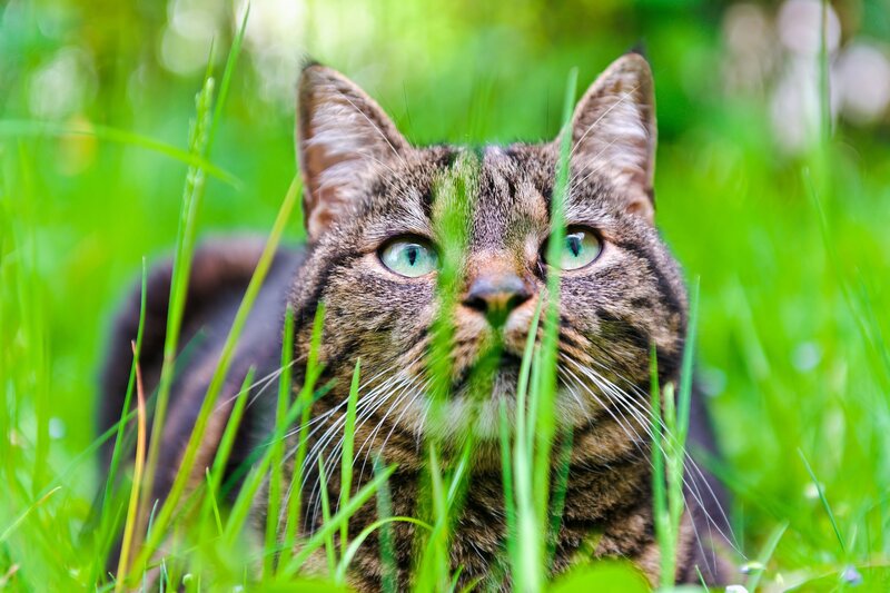 Tabby Cat in Grass — Eyes