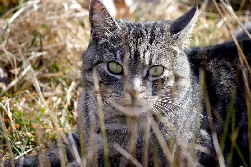 Tabby Cat in Grass — Gray, Alert