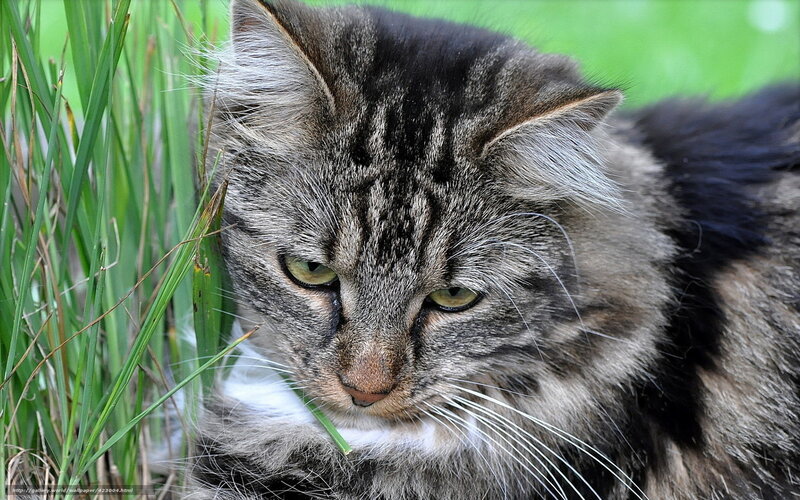 Tabby Cat in Grass — Gray, Calm, Afternoon