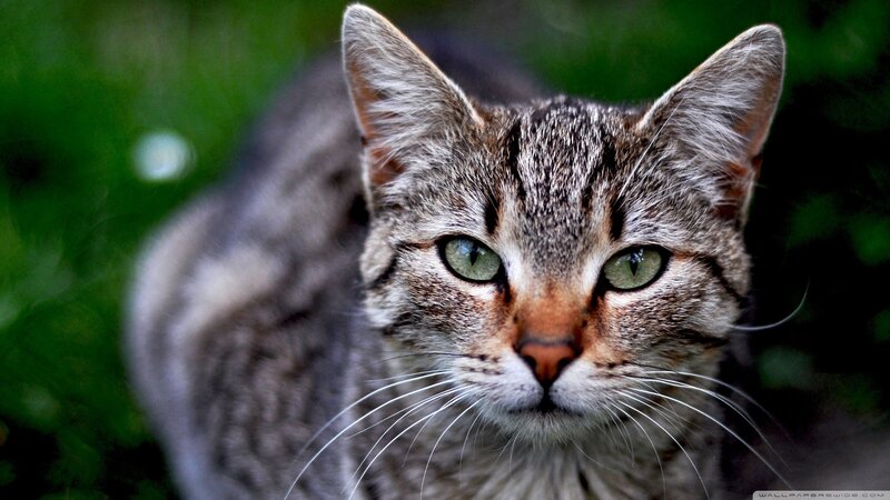 Tabby Cat in Grass — Gray, Calm, Photograph