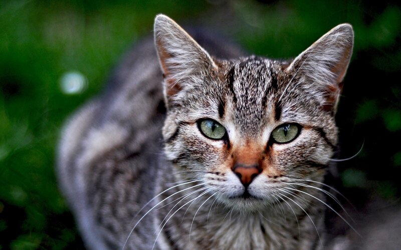 Tabby Cat in Grass — Gray, Calm