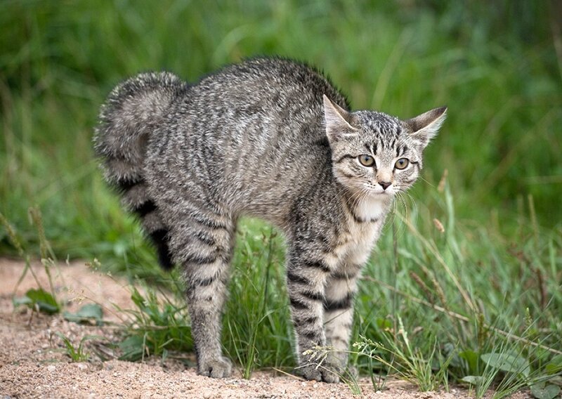 Tabby Cat in Grass — Gray