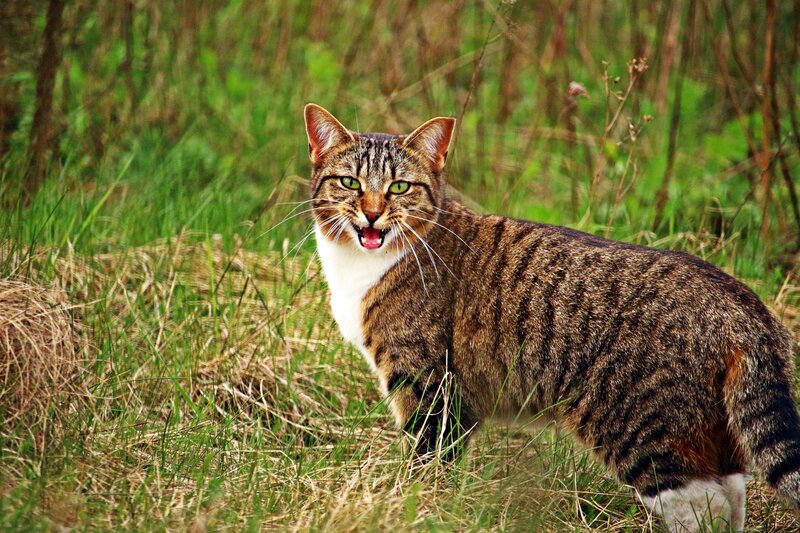 Tabby Cat in Grass — Green, Alert, Afternoon, Photograph, Field