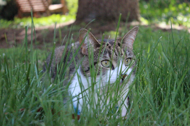 Tabby Cat in Grass — Green, Alert, Afternoon, Photograph, Tree Trunk