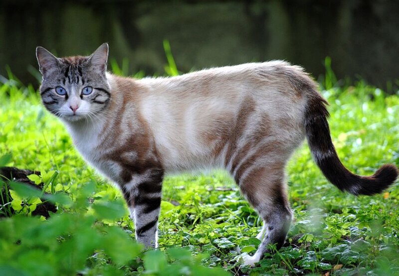 Tabby Cat in Grass — Green, Alert, Afternoon