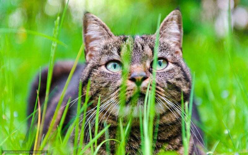 Tabby Cat in Grass — Green, Alert, Summer