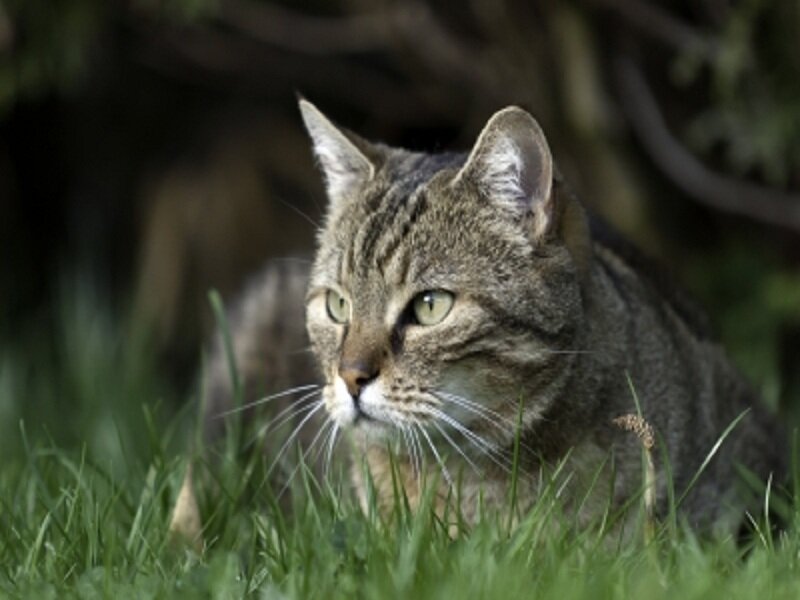 Tabby Cat in Grass — Green, Alert