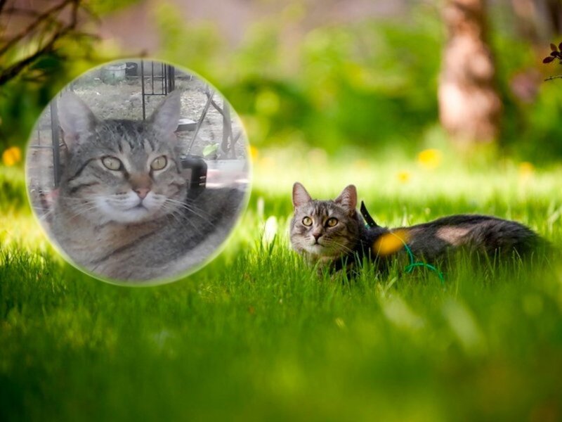 Tabby Cat in Grass — Green, Calm, Afternoon, Photograph, Bubble