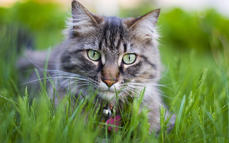 Tabby Cat in Grass — Green, Calm, Afternoon, Photograph, Cat Collar