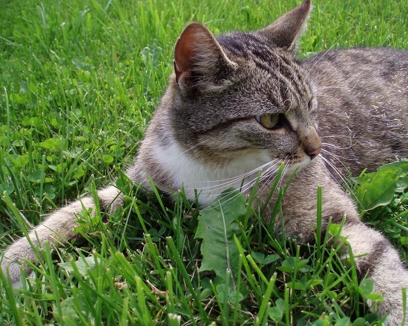 Tabby Cat in Grass — Green, Calm, Afternoon, Photograph, Clover