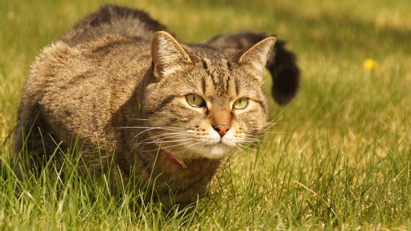Tabby Cat in Grass — Green, Calm, Afternoon, Photograph, Collar, Flower