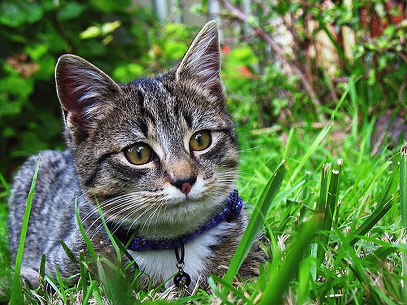 Tabby Cat in Grass — Green, Calm, Afternoon, Photograph, Collar, Greenery
