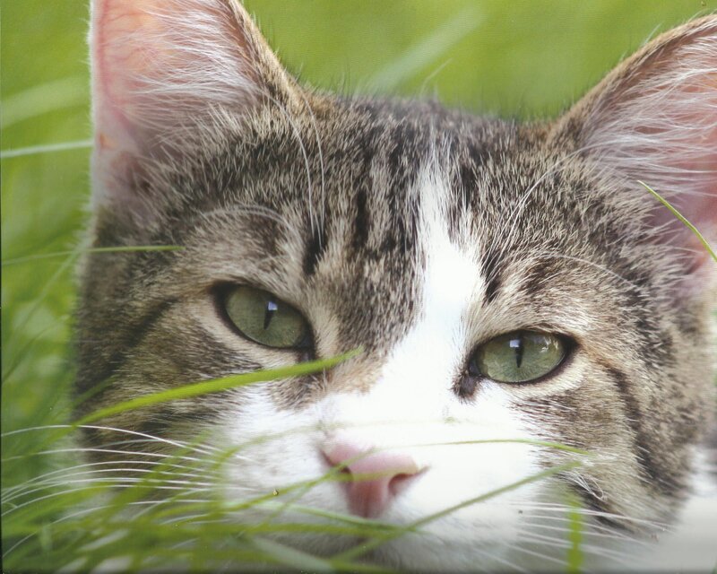Tabby Cat in Grass — Green, Calm, Afternoon, Photograph, Eyes, Nose
