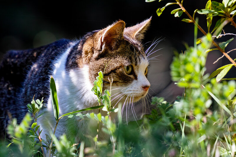 Tabby Cat in Grass — Green, Calm, Afternoon, Photograph, Plant, Sunlight