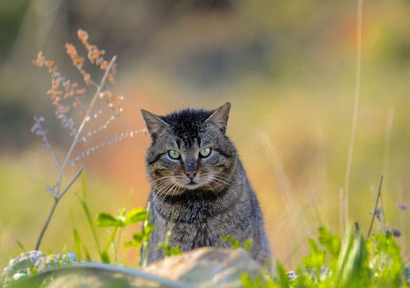 Tabby Cat in Grass — Green, Calm, Afternoon, Photograph, Plant