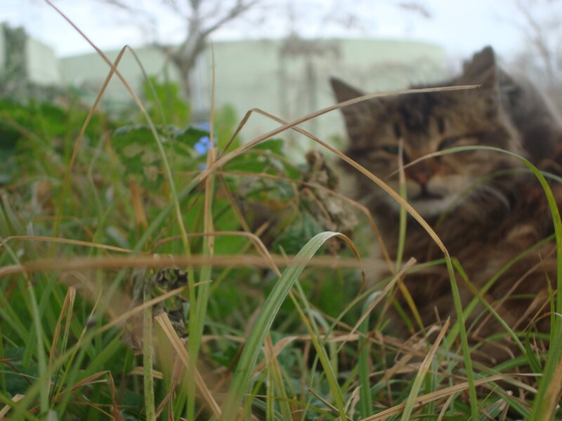 Tabby Cat in Grass — Green, Calm, Afternoon, Photograph, Plant, Tree