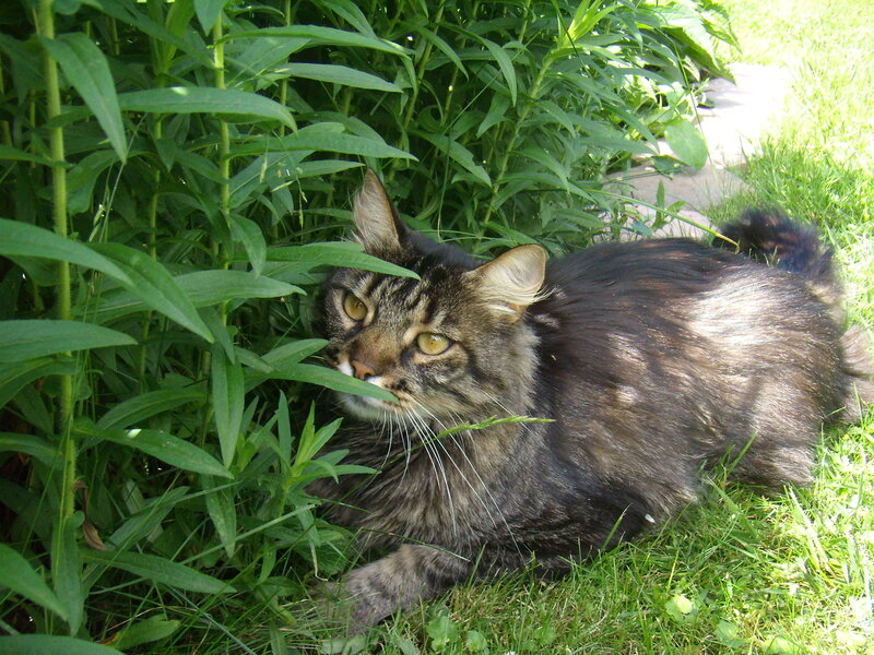 Tabby Cat in Grass — Green, Calm, Afternoon, Photograph, Plants