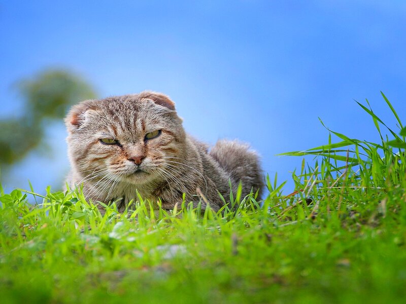 Tabby Cat in Grass — Green, Calm, Afternoon, Photograph, Sky