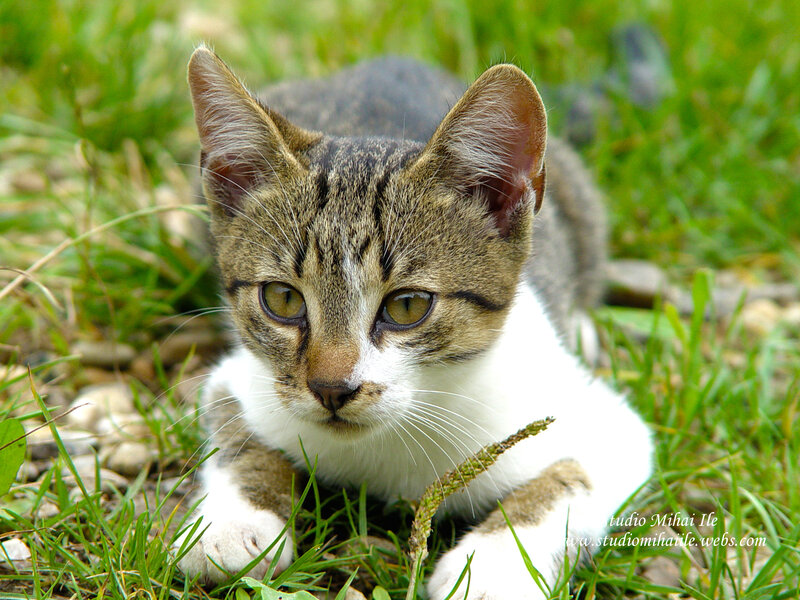 Tabby Cat in Grass — Green, Calm, Afternoon, Photograph, Stones