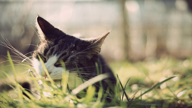Tabby Cat in Grass — Green, Calm, Afternoon, Photograph, Sunlight, Brown, White