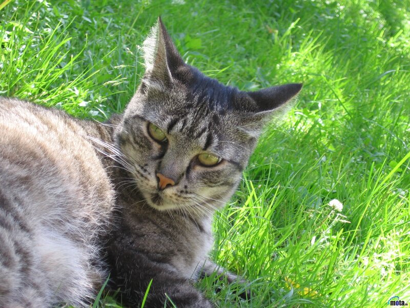Tabby Cat in Grass — Green, Calm, Afternoon, Photograph, Sunlight, Flower