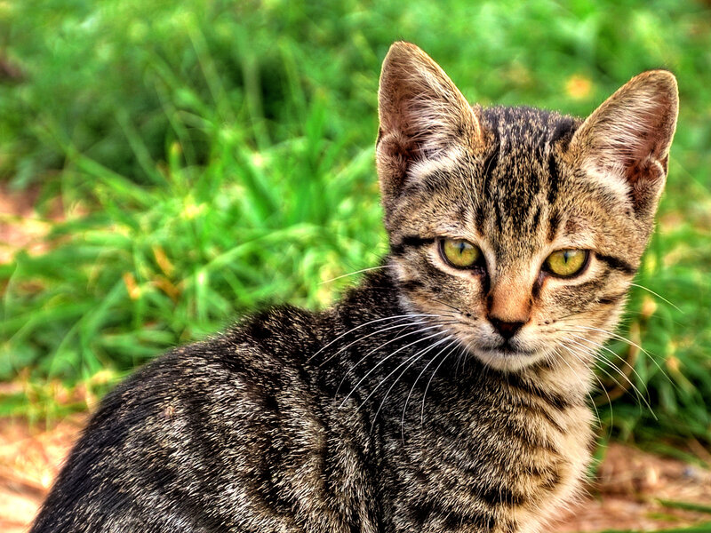 Tabby Cat in Grass — Green, Calm, Afternoon, Photograph, Whiskers