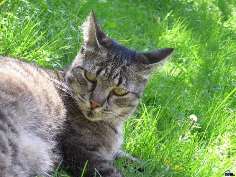 Tabby Cat in Grass — Green, Calm, Afternoon