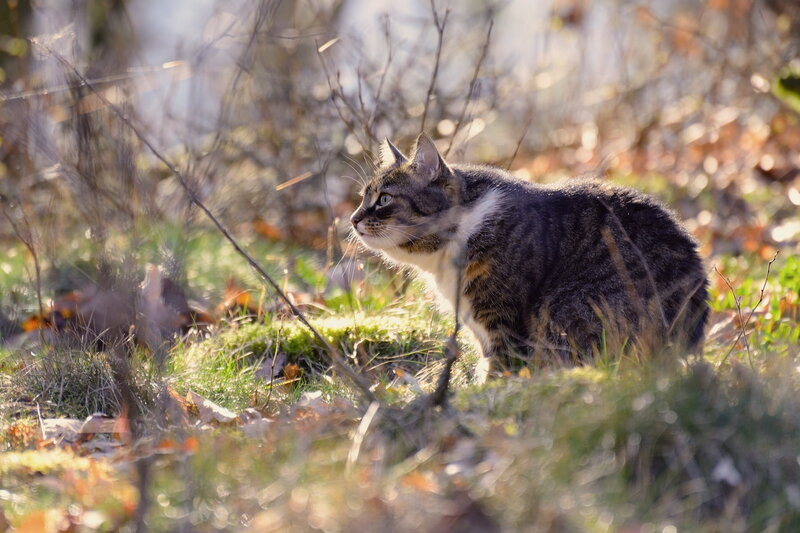 Tabby Cat in Grass — Green, Calm, Autumn