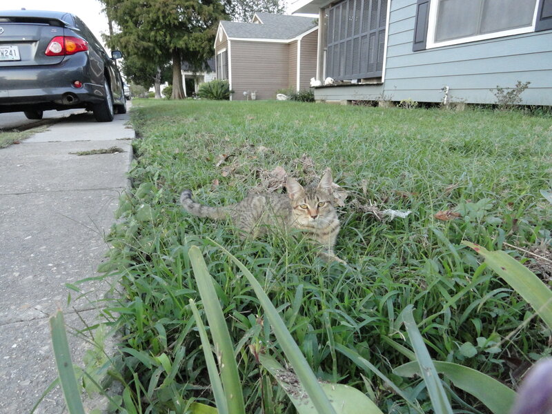 Tabby Cat in Grass — Green, Calm, Morning