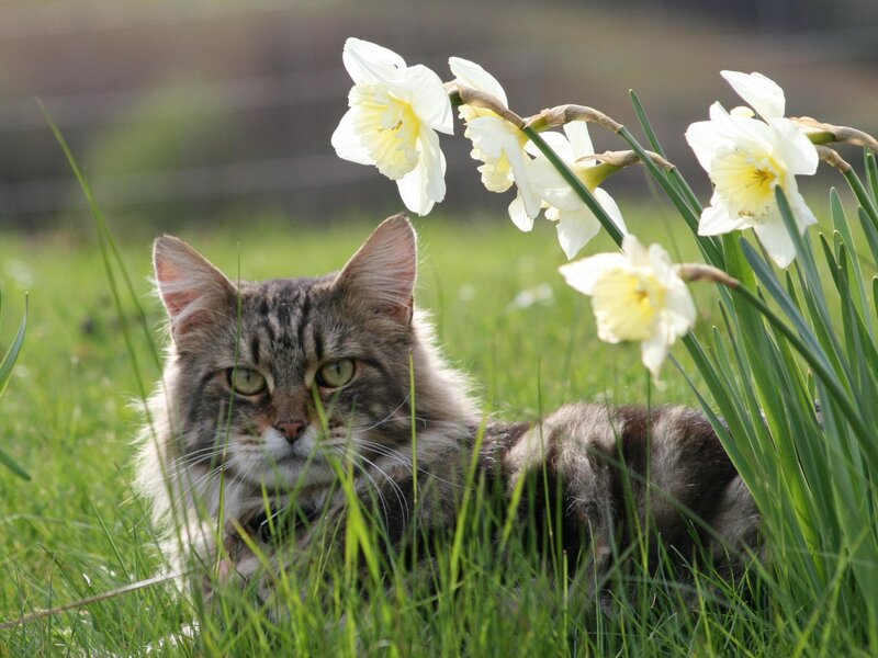 Tabby Cat in Grass — Green, Calm, Spring, Photograph, Daffodils