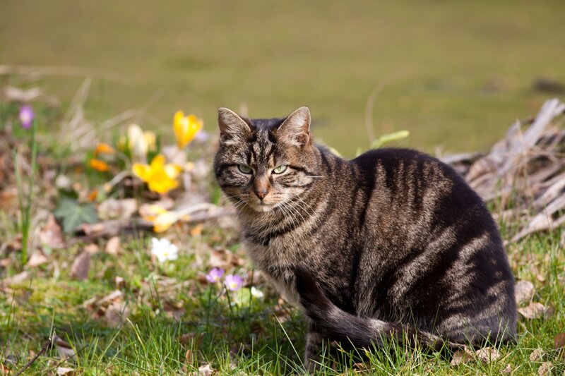 Tabby Cat in Grass — Green, Calm, Spring, Photograph, Flowers