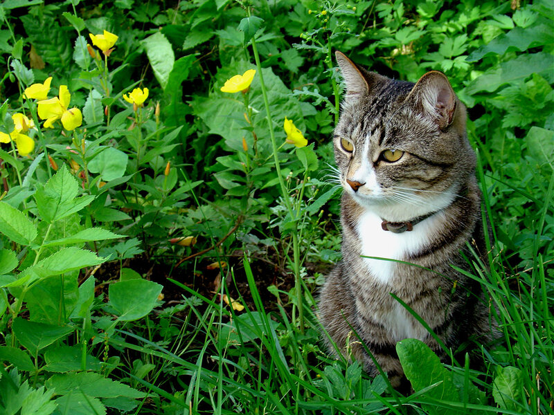 Tabby Cat in Grass — Green, Calm, Spring, Photograph